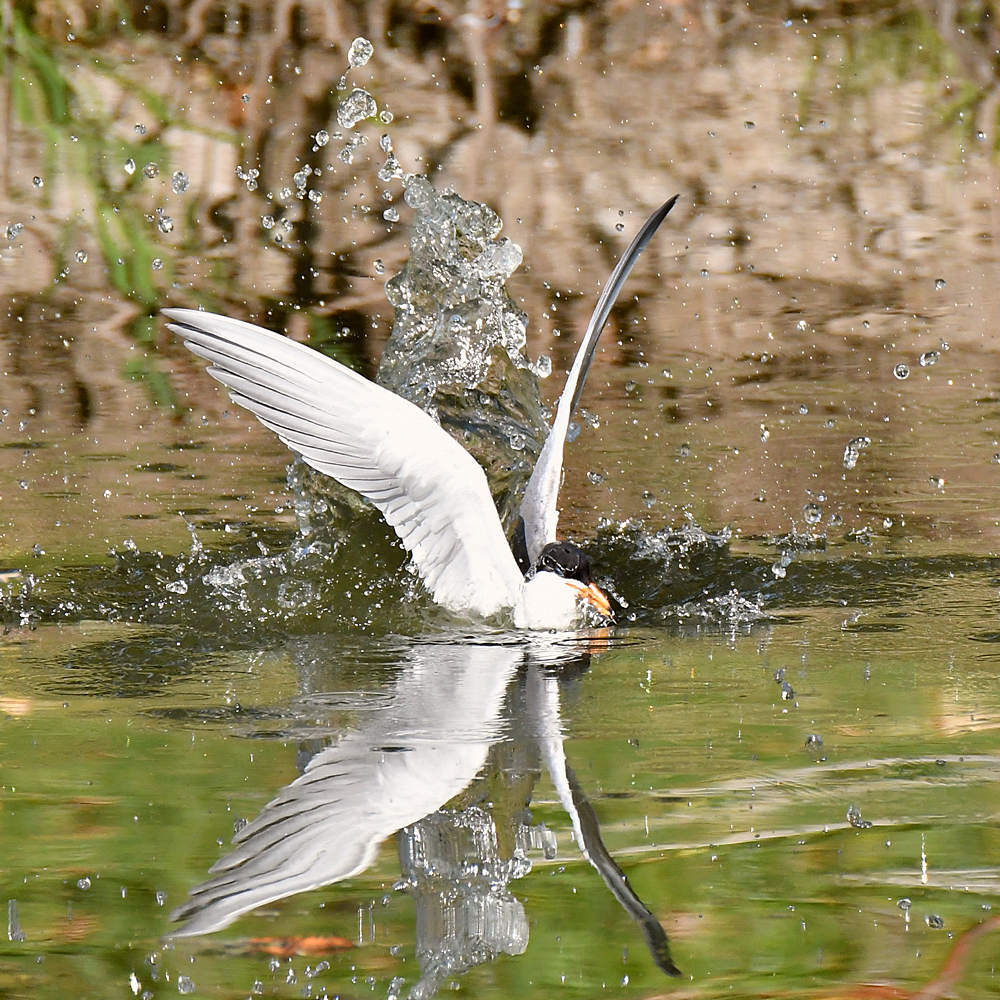 Tern10.jpg