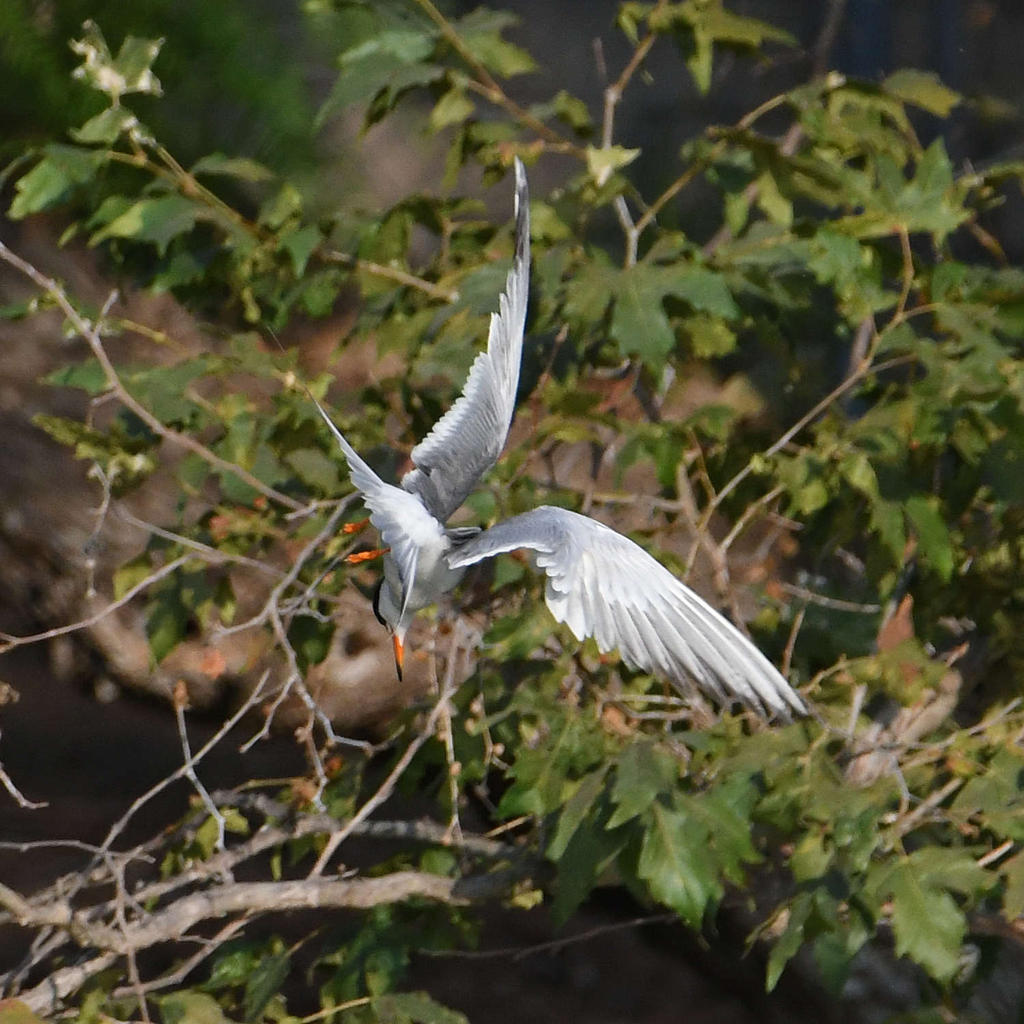 Tern10.jpg