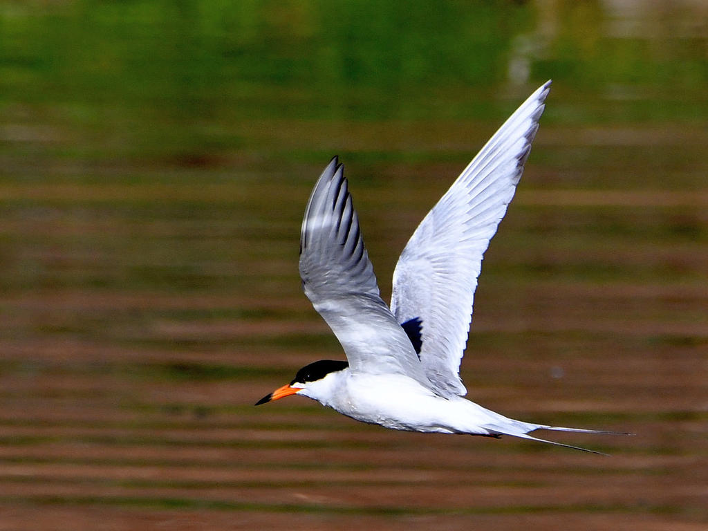 Tern10.jpg