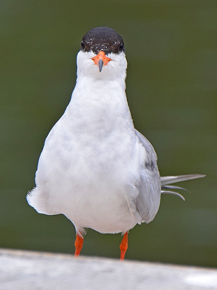 Tern11.jpg