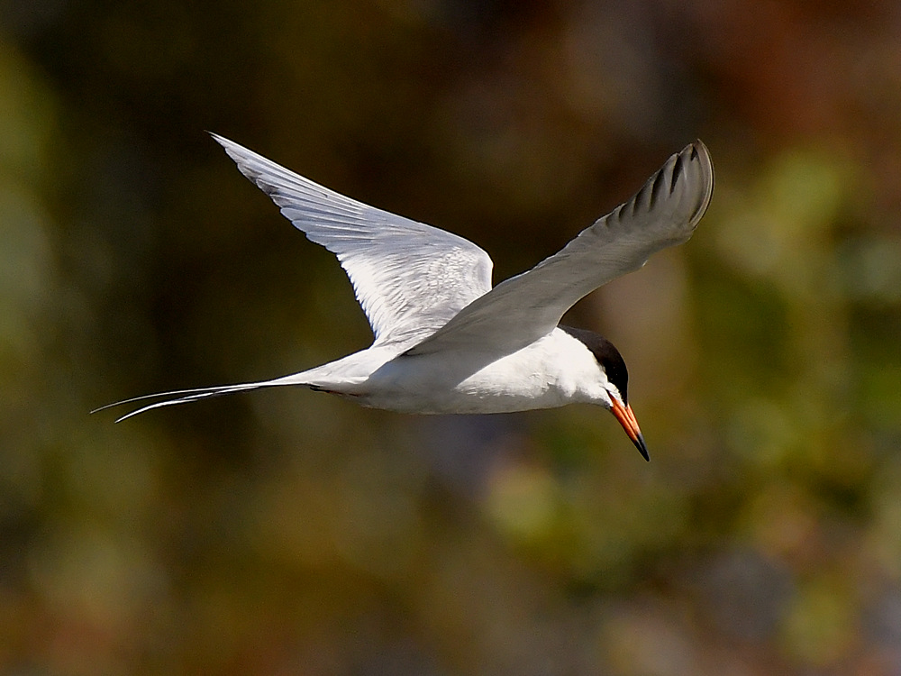 Tern11.jpg
