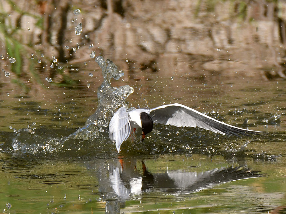 Tern11.jpg