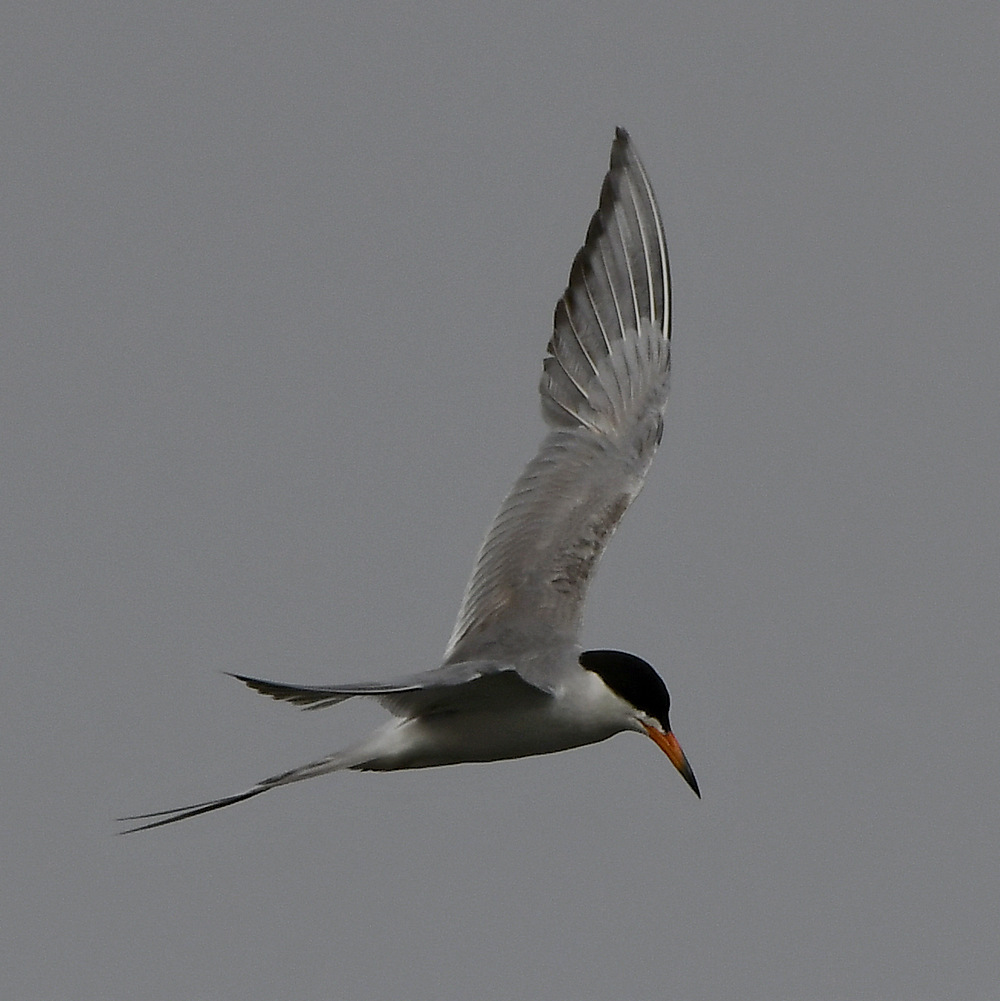 Tern11.jpg