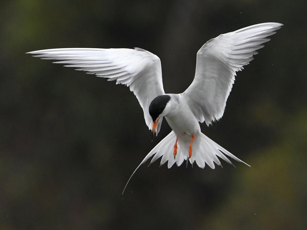 Tern11.jpg