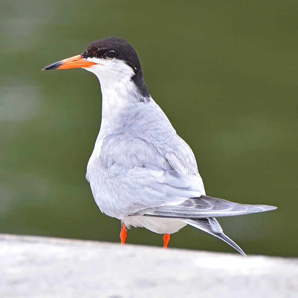 Tern12.jpg