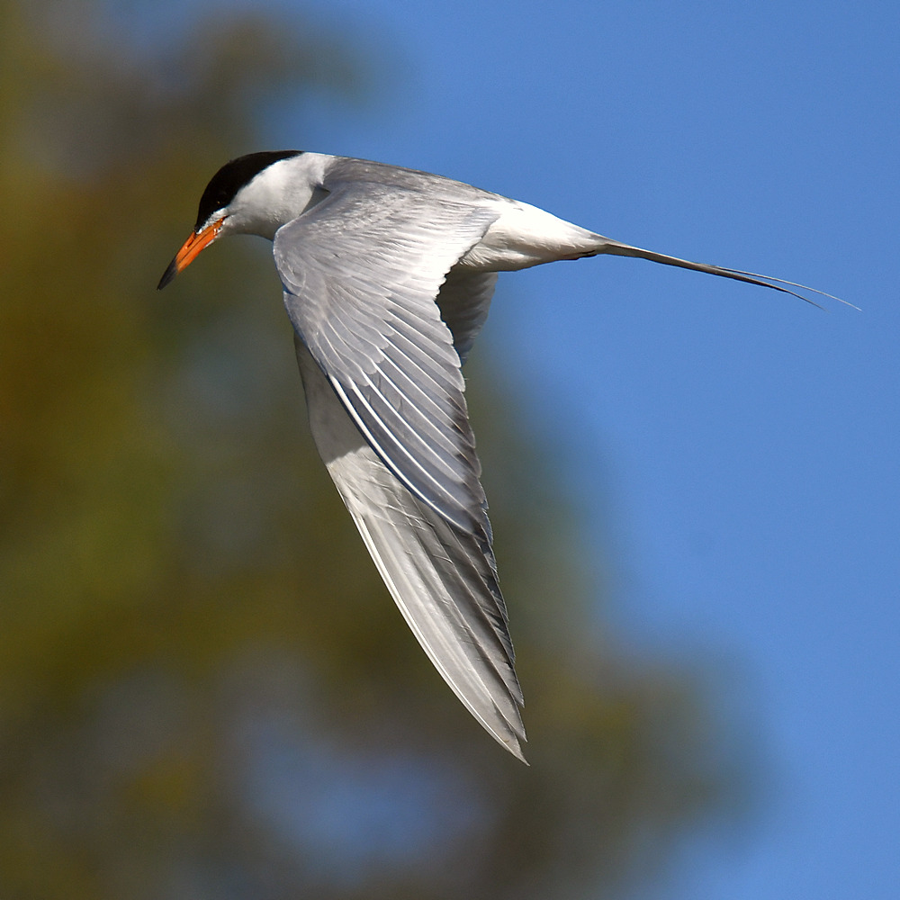 Tern12.jpg