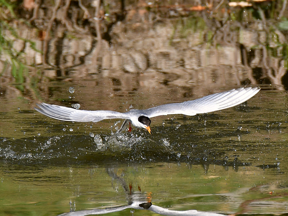 Tern12.jpg