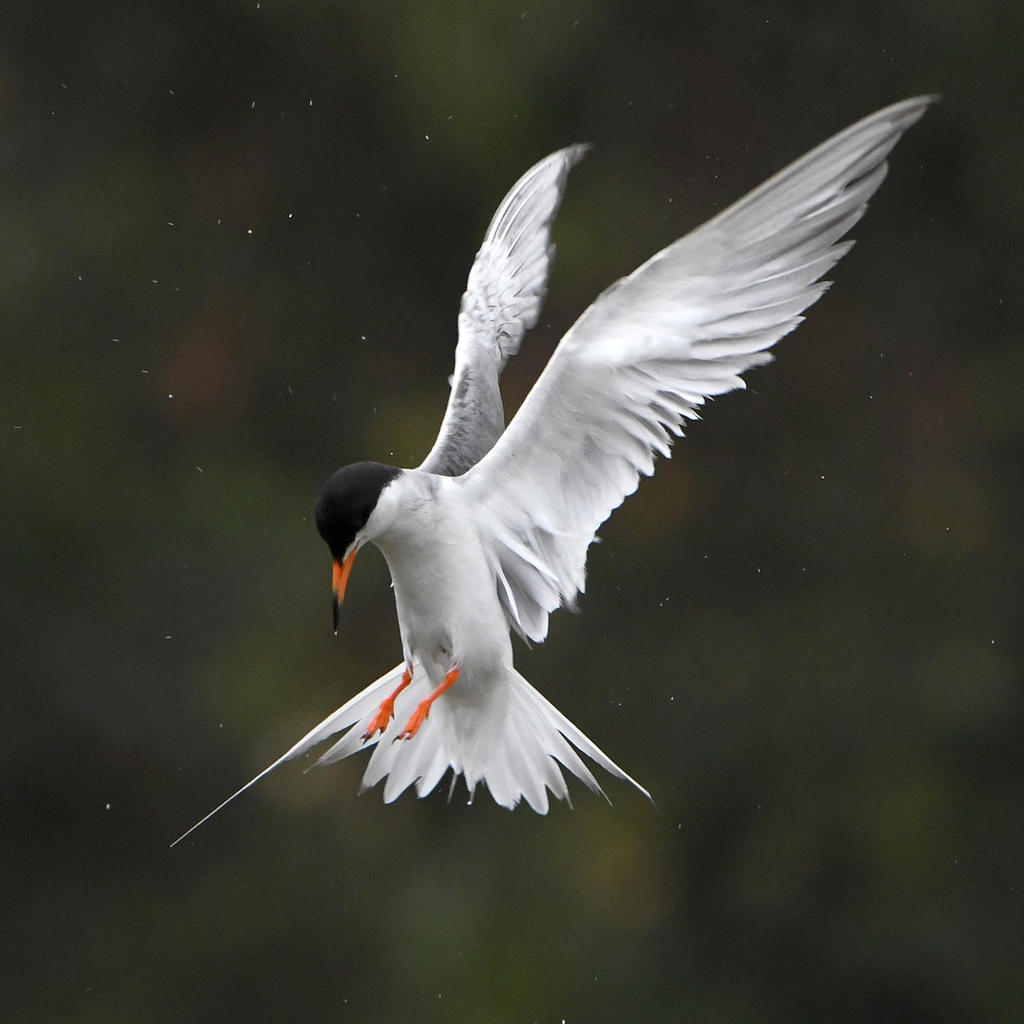 Tern12.jpg