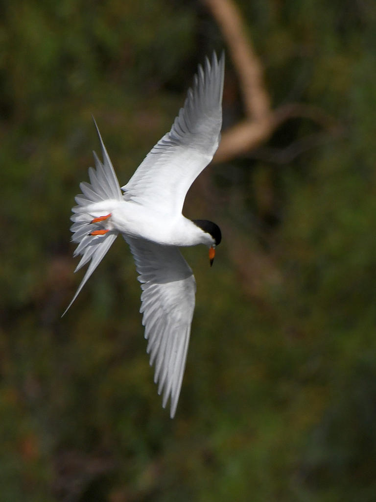 Tern12.jpg