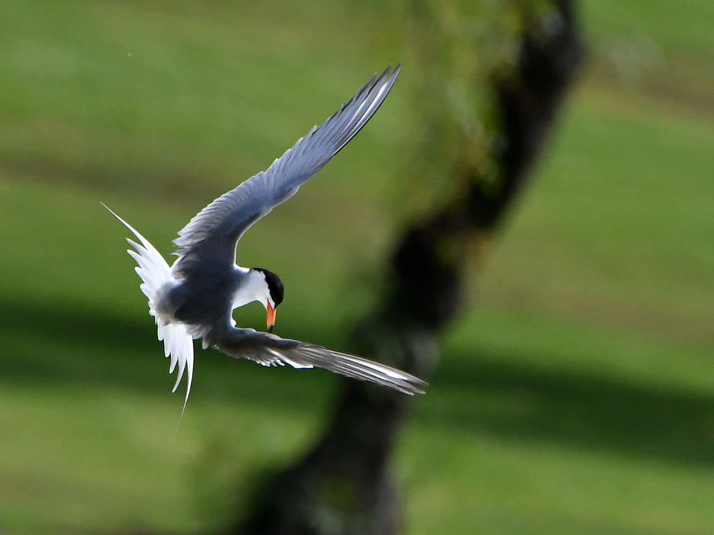 Tern12.jpg