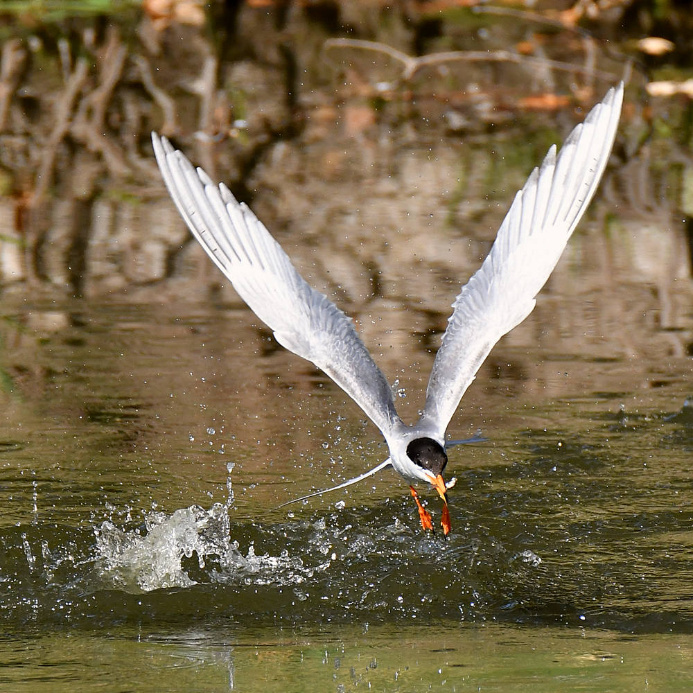 Tern13.jpg