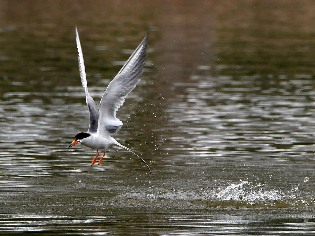 Tern13.jpg