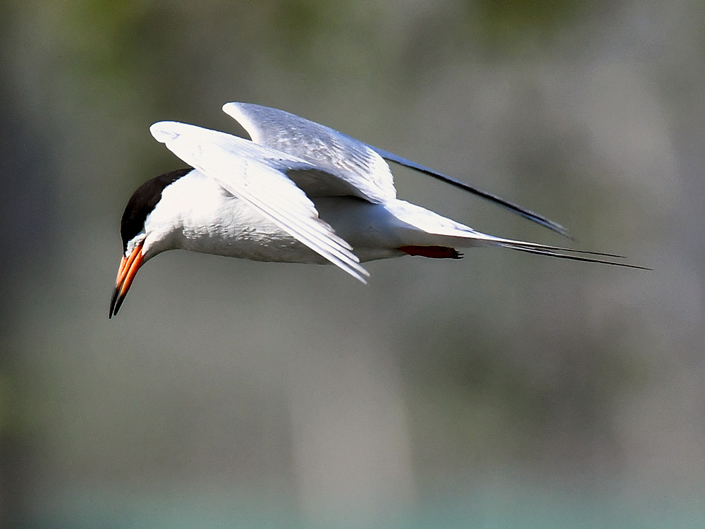 Tern14.jpg