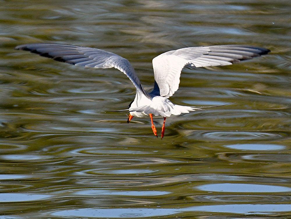 Tern16.jpg