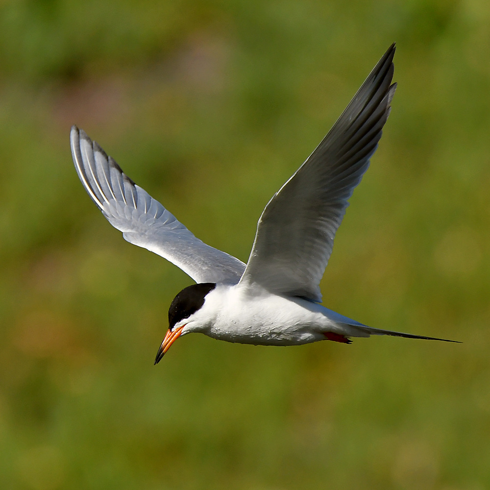 Tern18.jpg