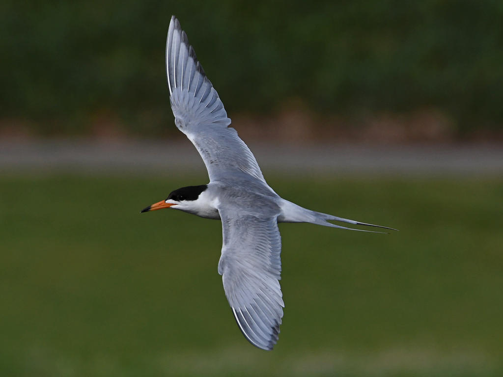 Tern18.jpg