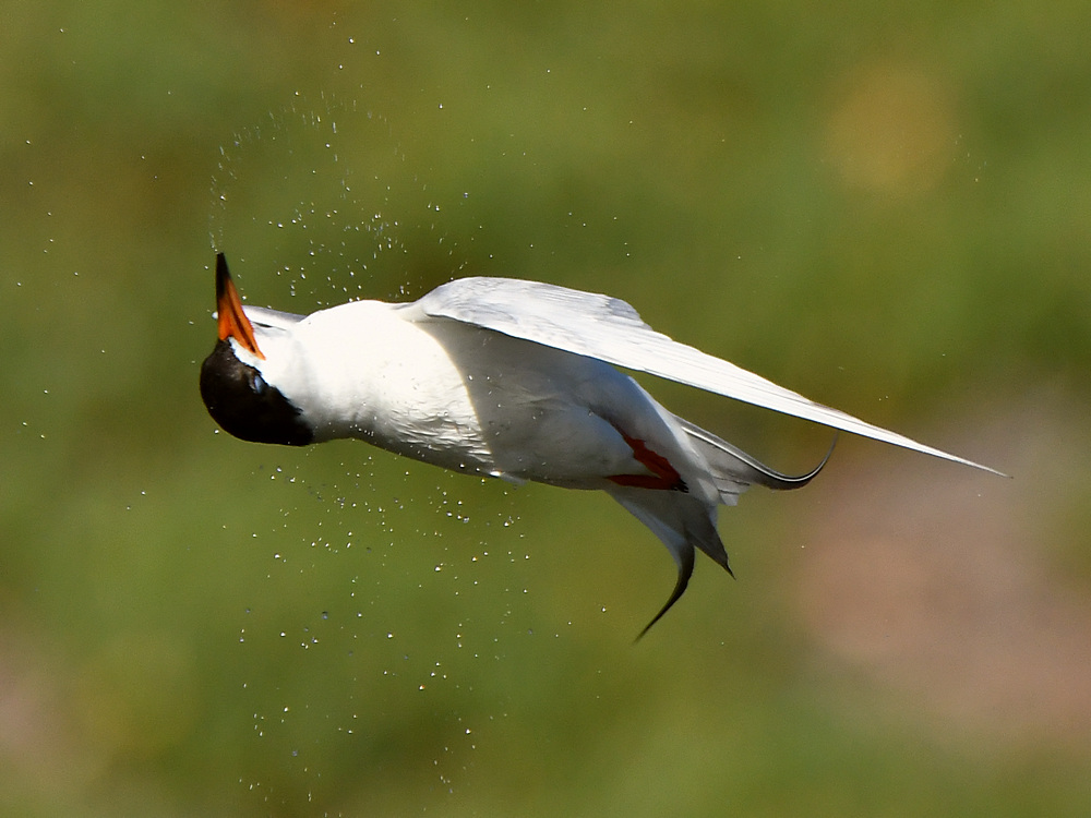 Tern19_2017_05_21.jpg
