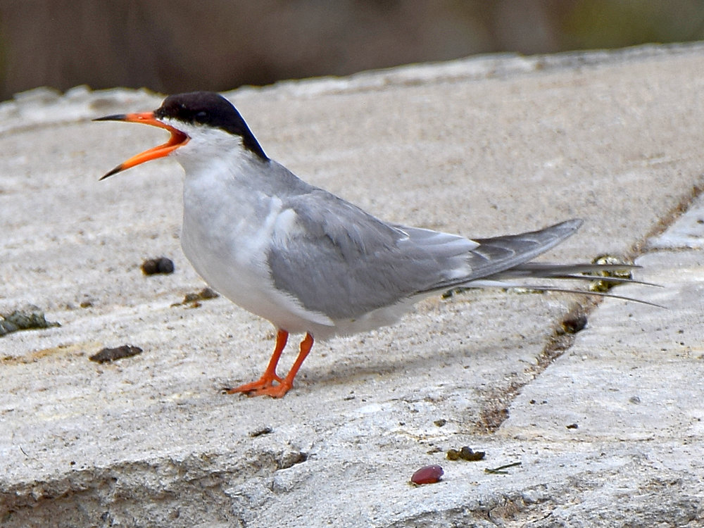 Tern2.jpg