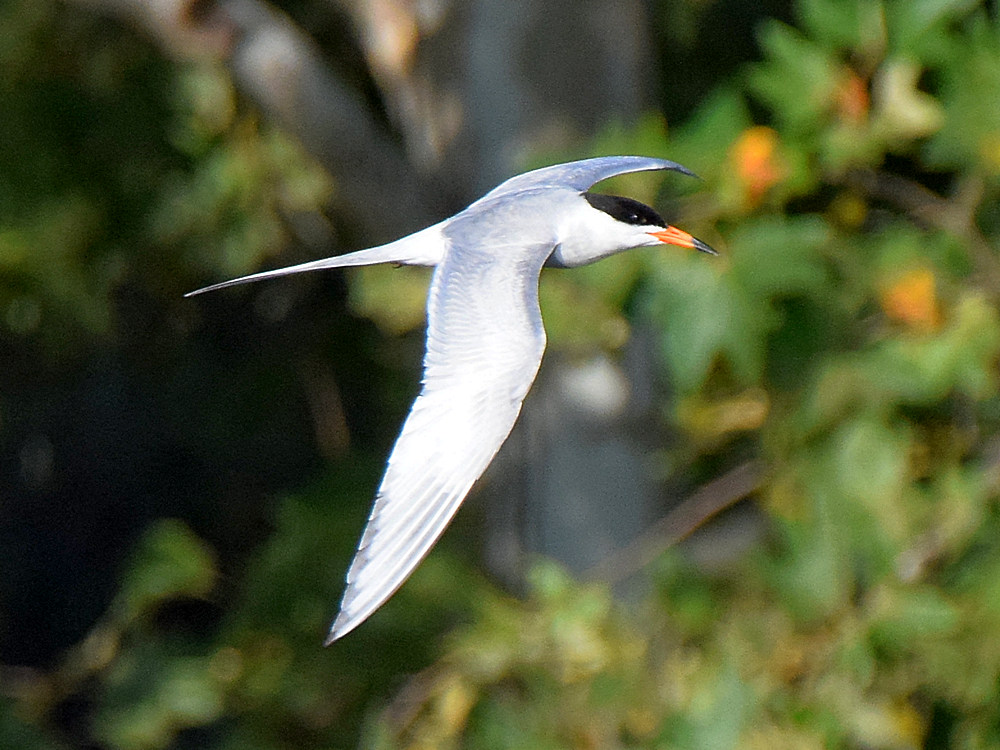 Tern2.jpg