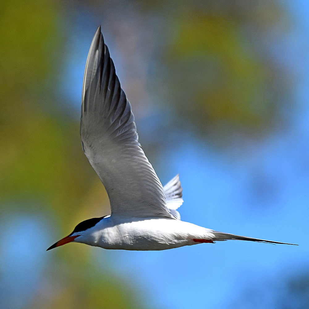 Tern2.jpg