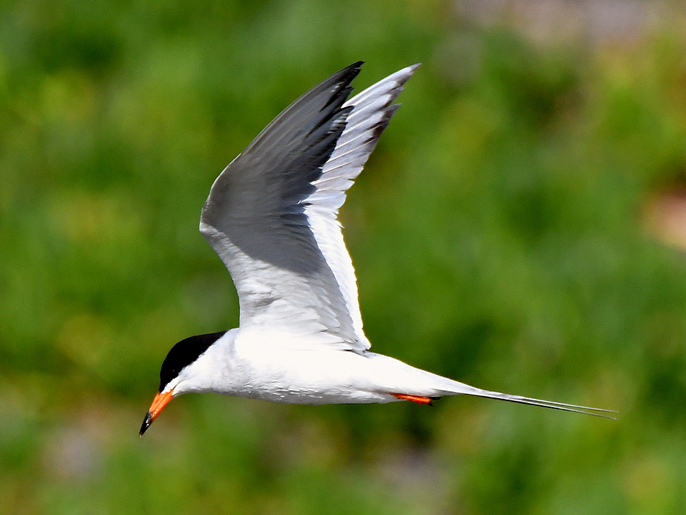 Tern2.jpg