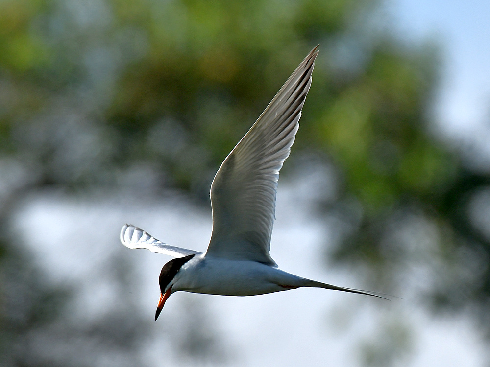 Tern2.jpg