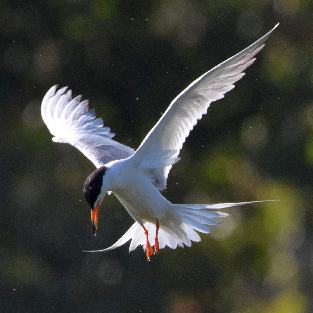 Tern2.jpg