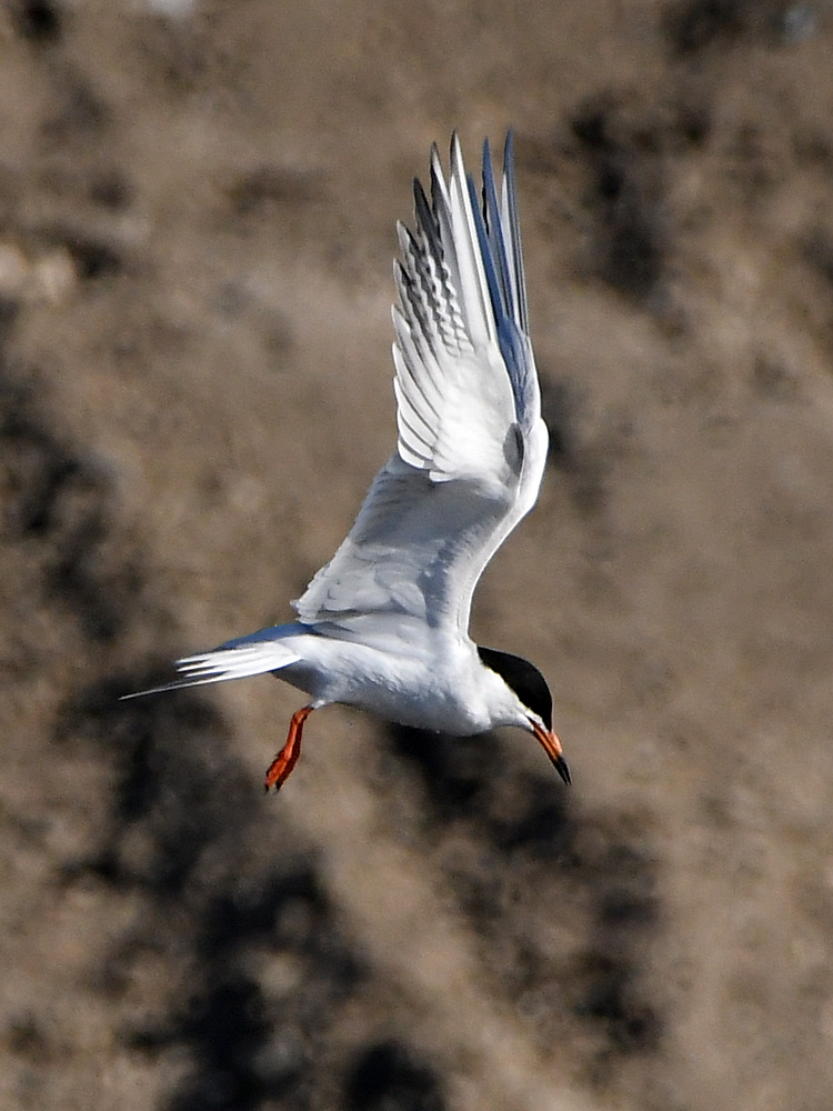 Tern2.jpg