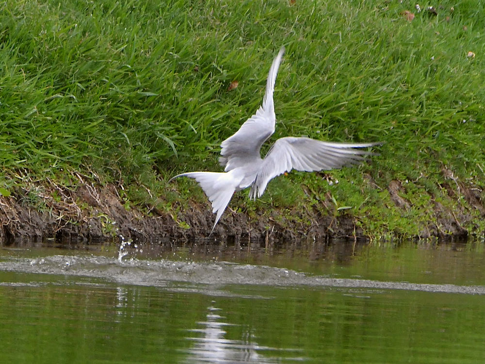 Tern2.jpg