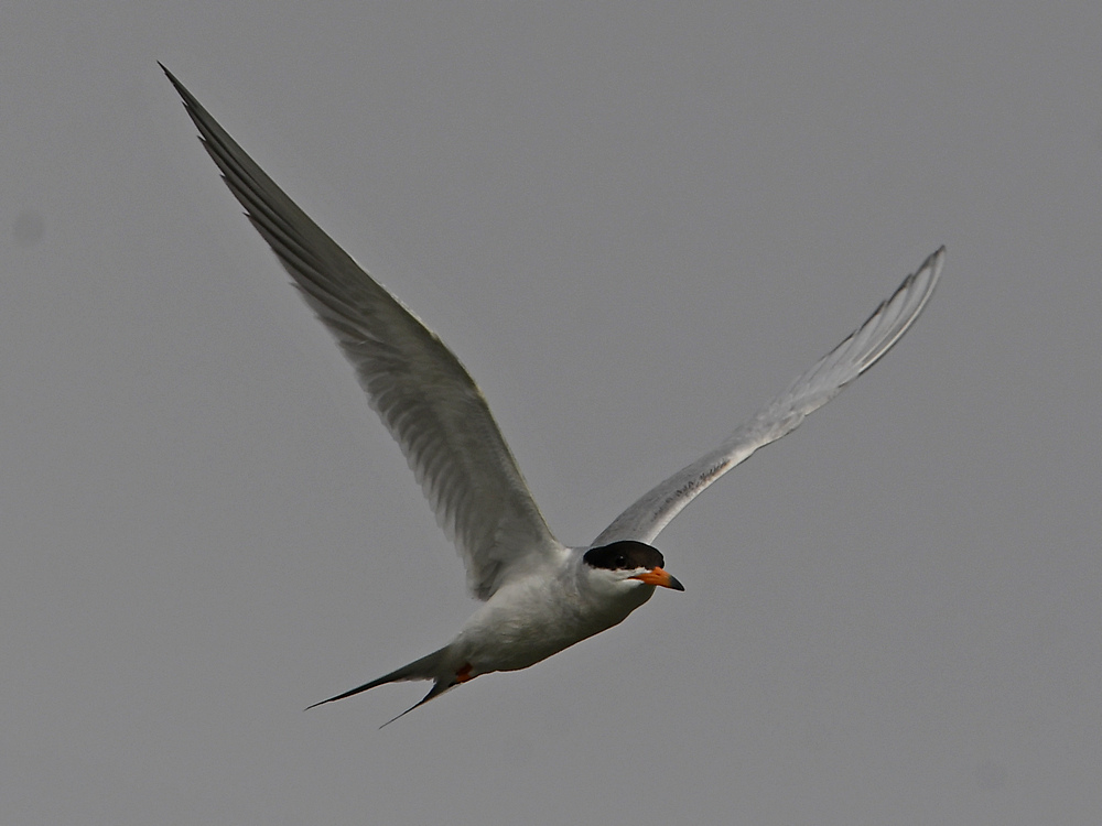 Tern2.jpg
