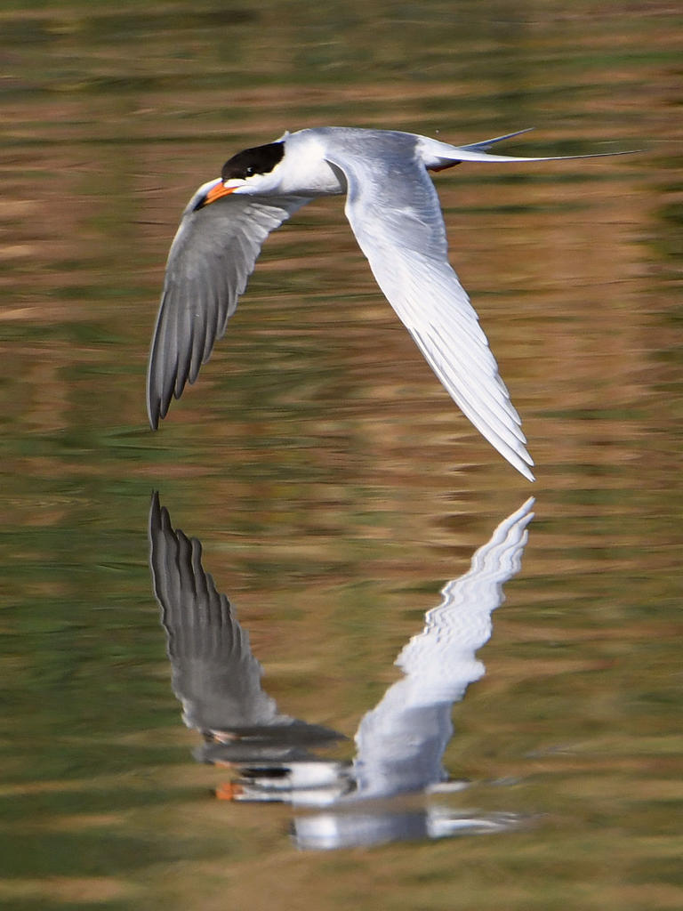 Tern2.jpg
