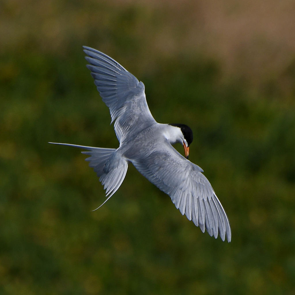 Tern2.jpg