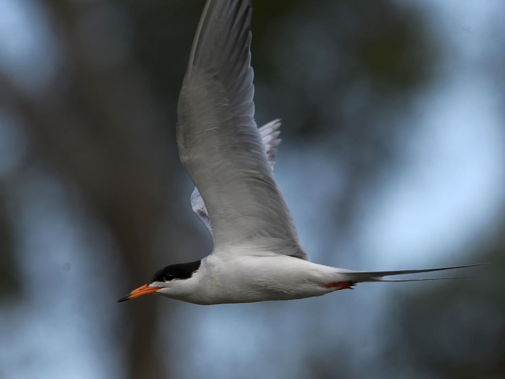 Tern2.jpg