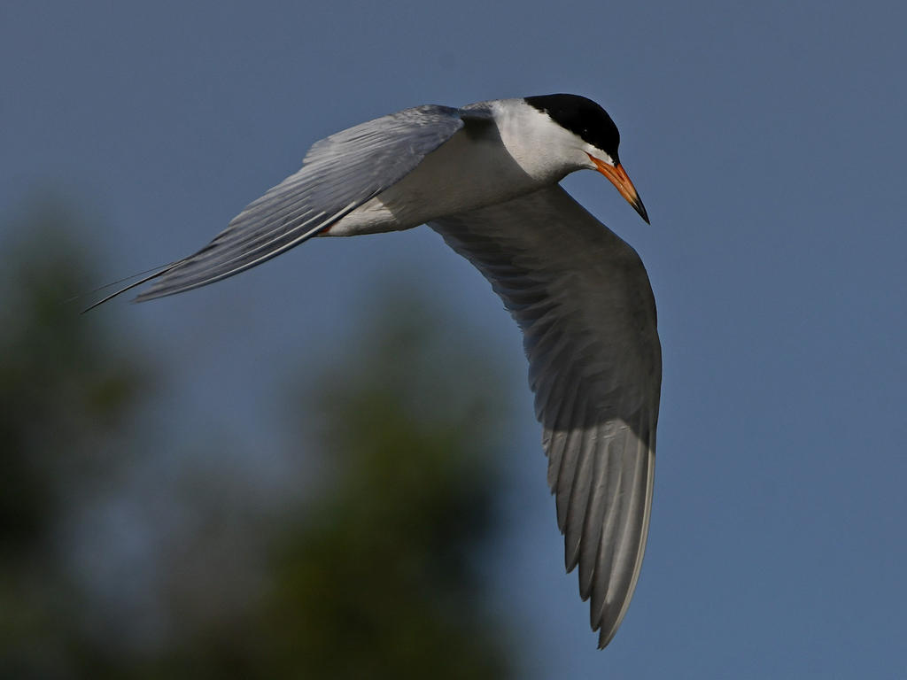 Tern2.jpg