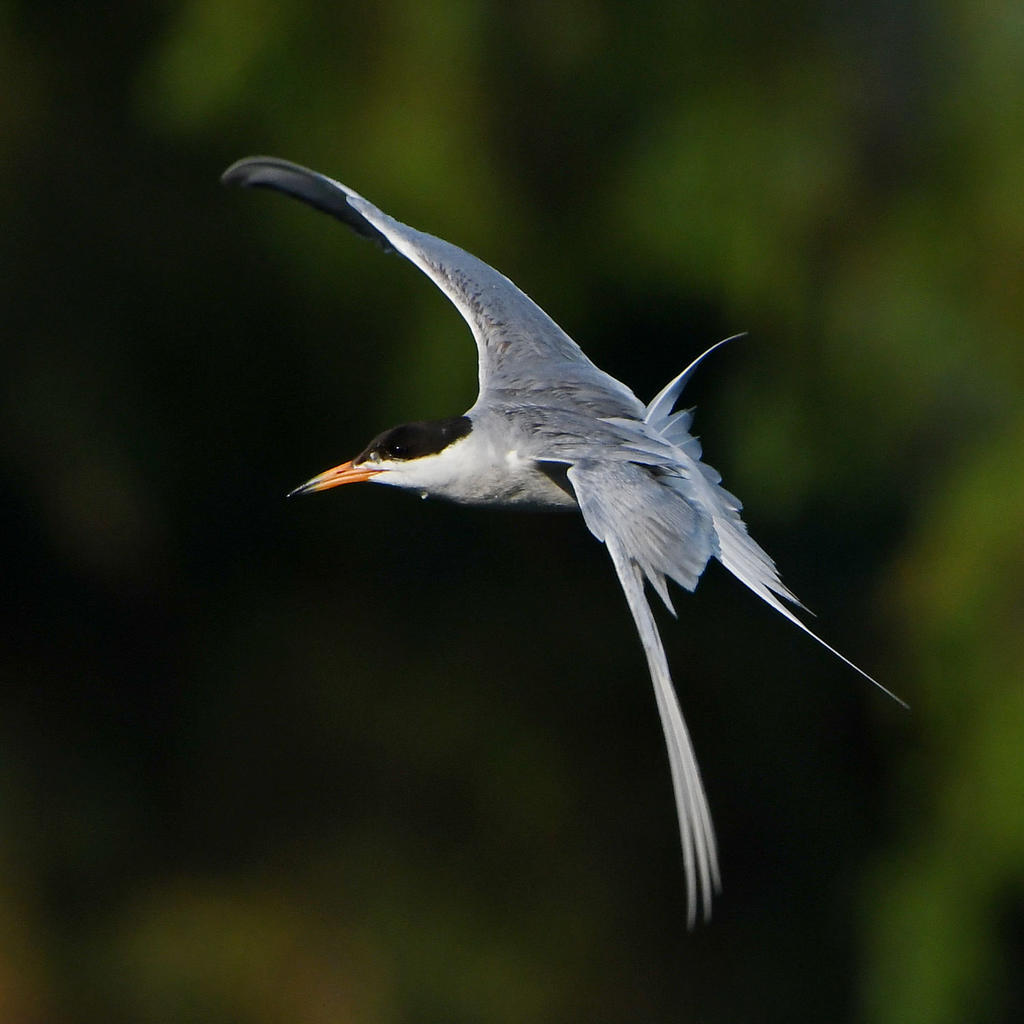 Tern2.jpg