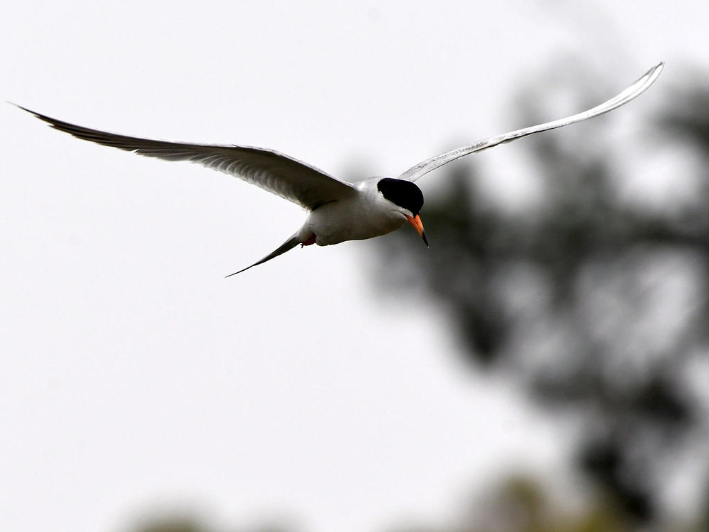 Tern2.jpg