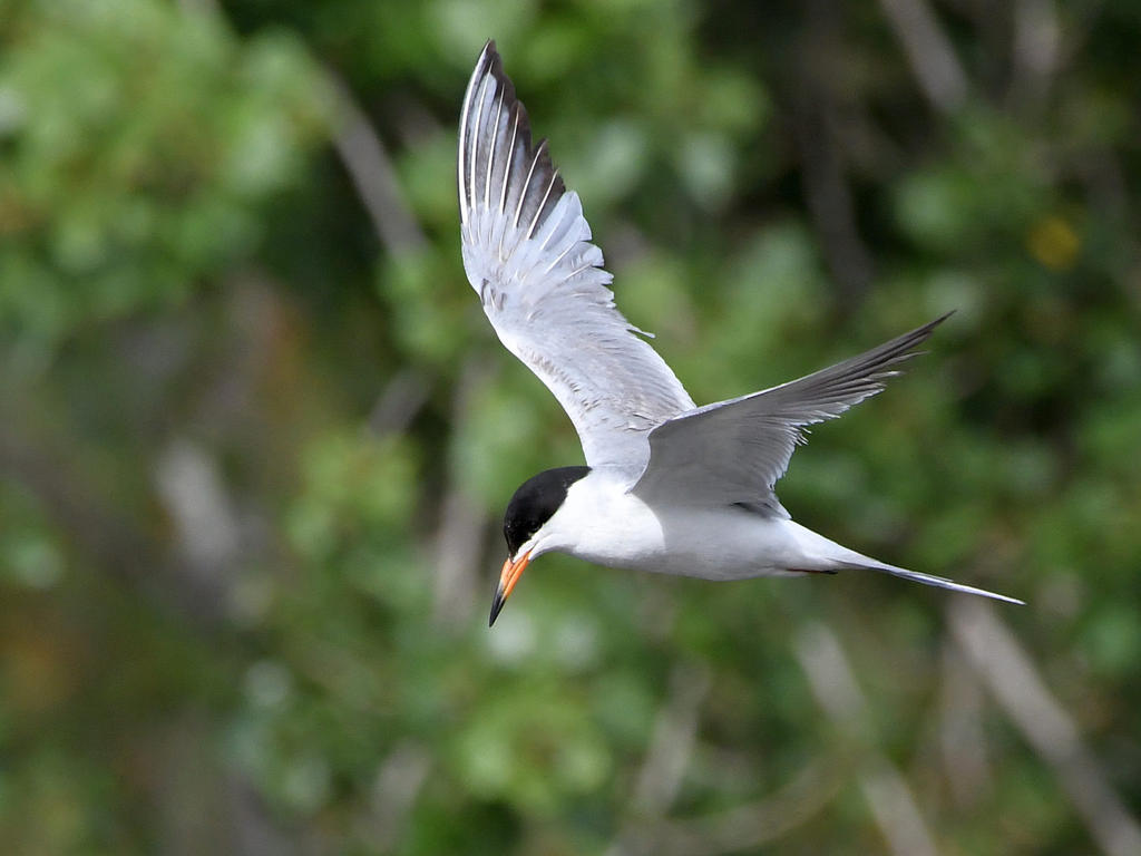 Tern2.jpg