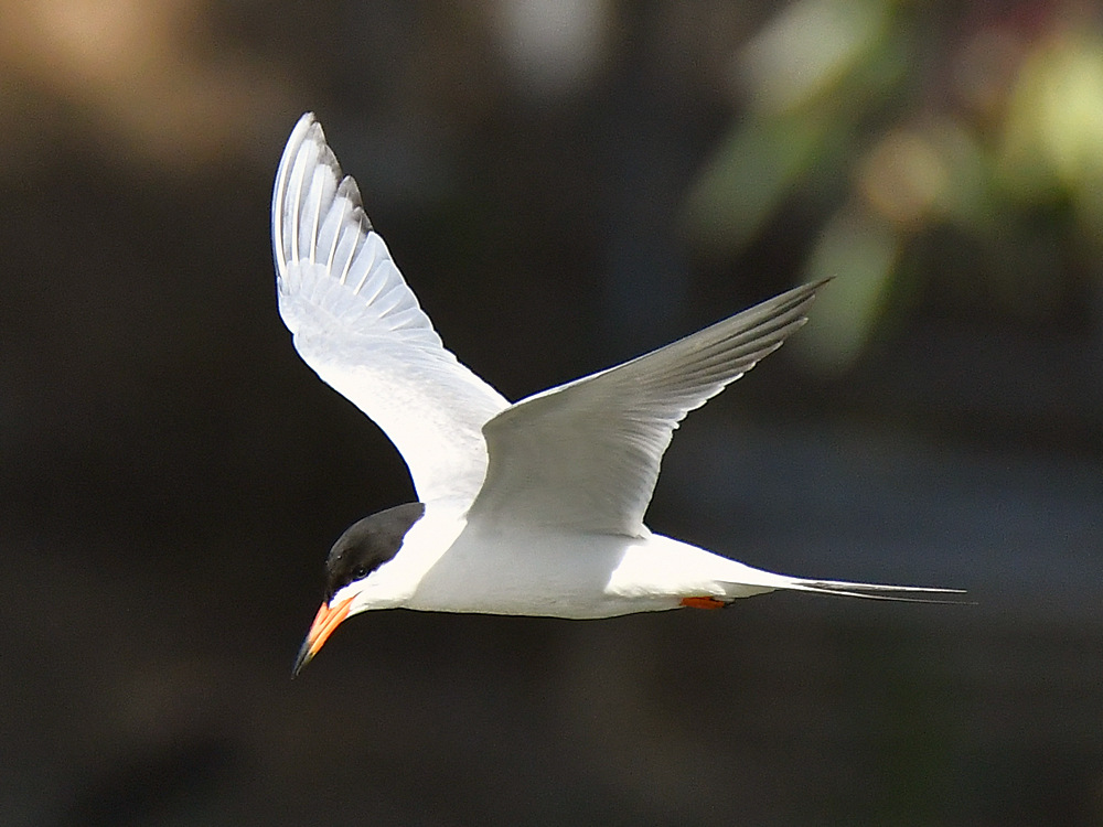 Tern20.jpg