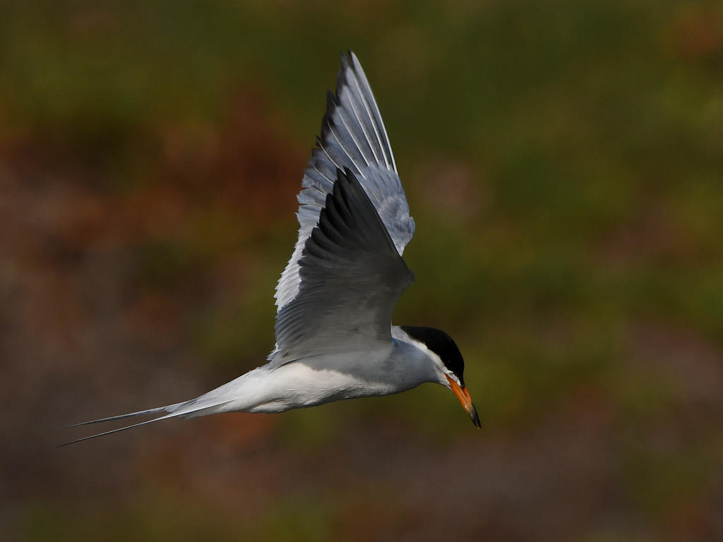 Tern20.jpg