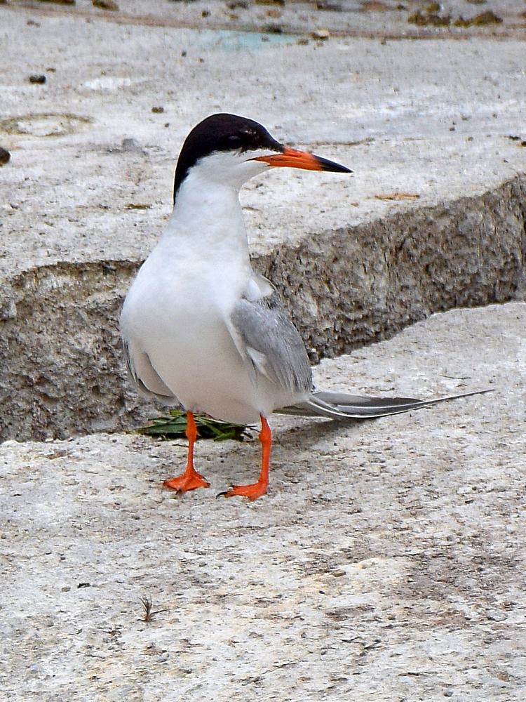 Tern3.jpg
