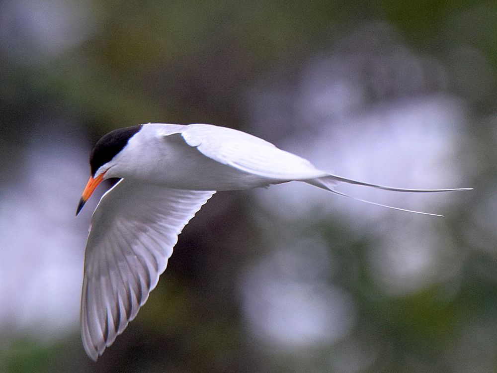 Tern3.jpg