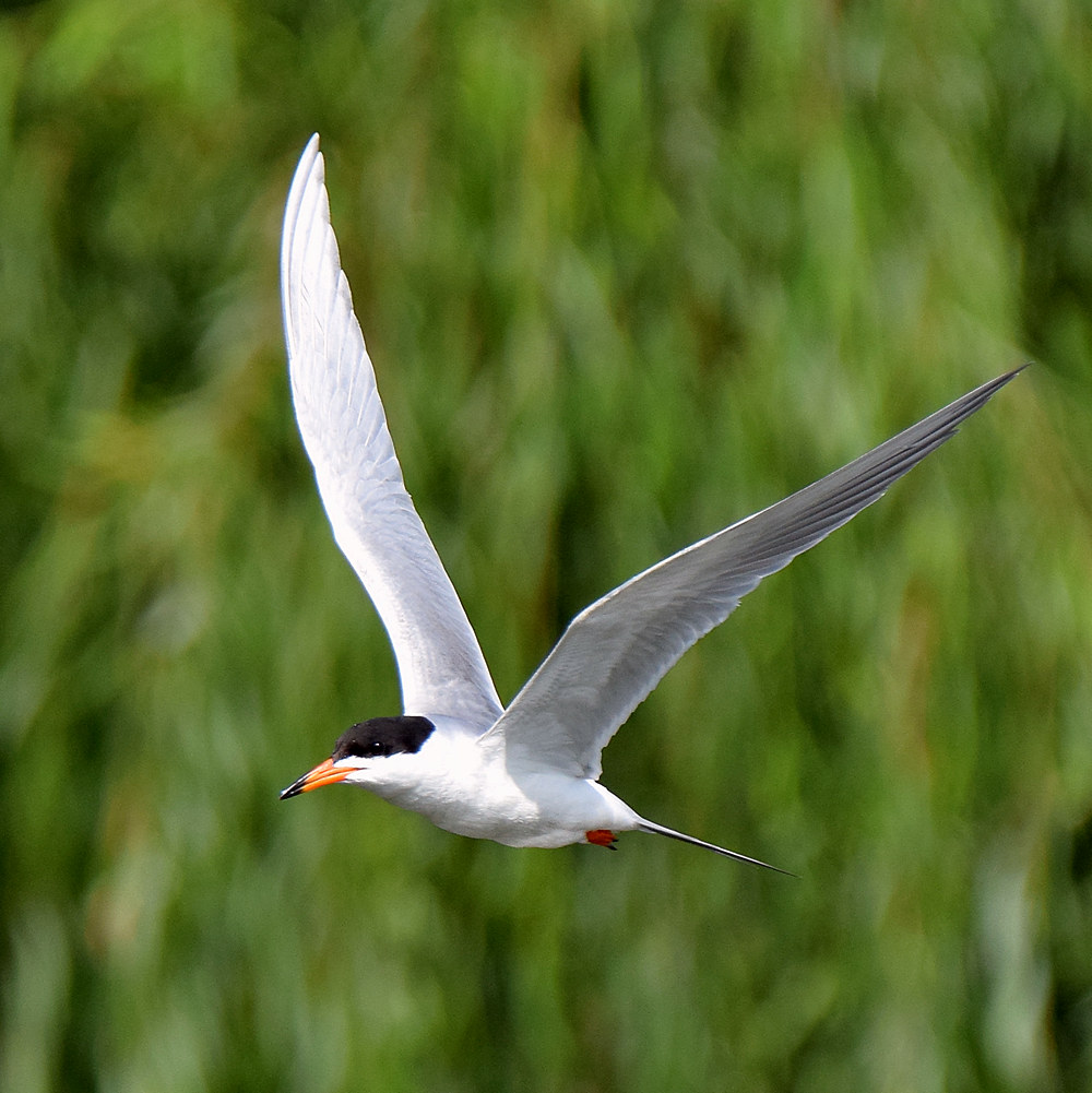 Tern3.jpg