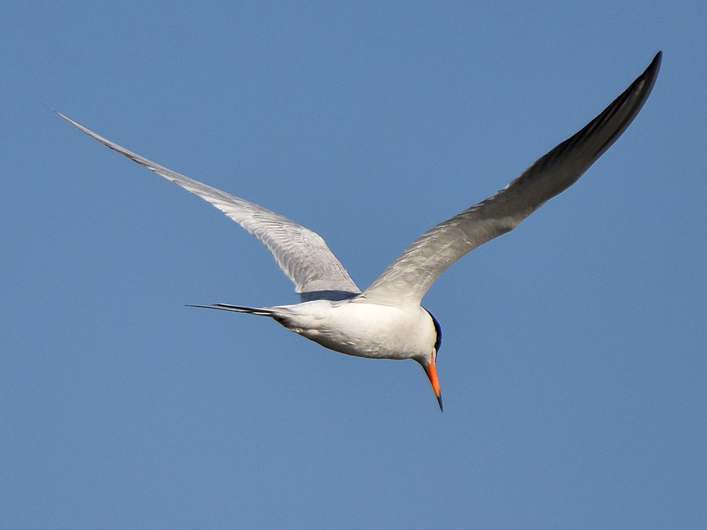 Tern3.jpg