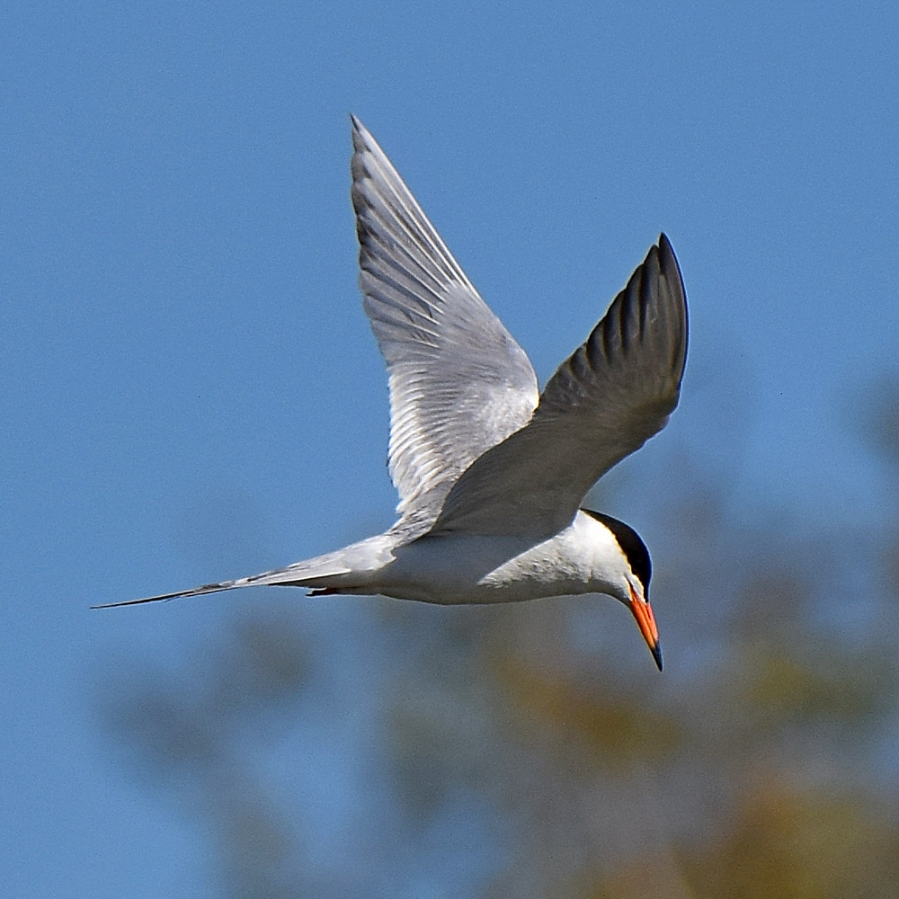 Tern3.jpg