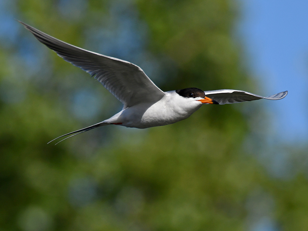 Tern3.jpg