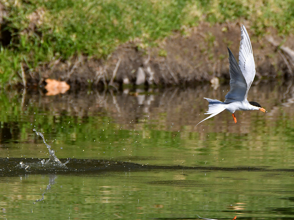 Tern3.jpg