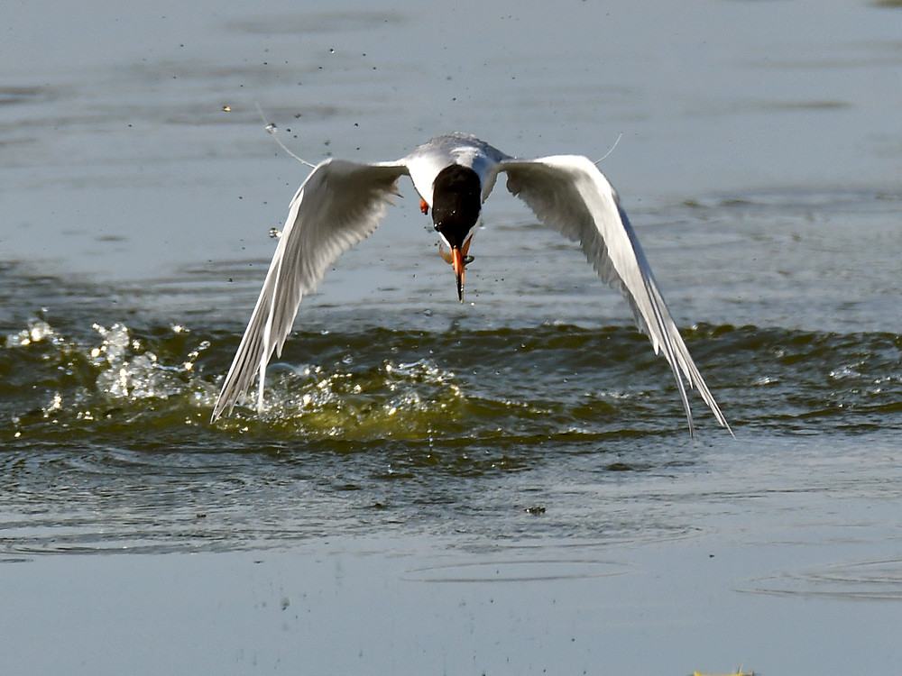 Tern3.jpg
