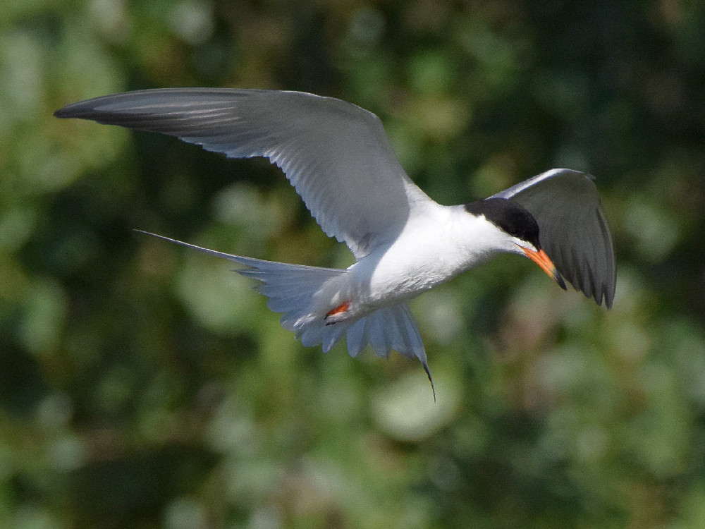Tern3.jpg