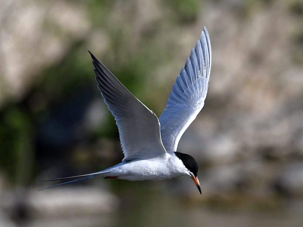 Tern3.jpg