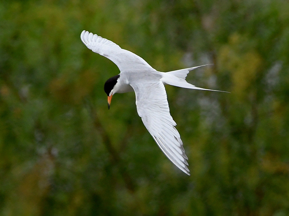 Tern3.jpg